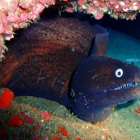 Orly Club Arena Dorada شقة *