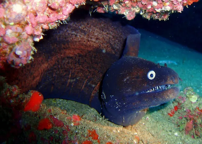 Orly Club Arena Dorada Lejlighed *